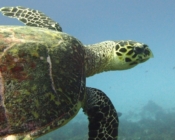Name and adopt a sea turtle in the Maldives, to support conservation. Image.