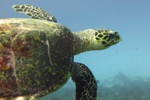 Lolilo, hawksbill, adopted Name and adopt a sea turtle in the Maldives, to support conservation. Image.