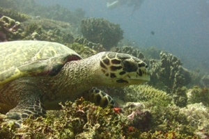 DoNoShello, hawksbill, adopted for $TRTL Hawksbill turtle foraging on coral reef, Kurethi, Laamu atoll, Maldives. Image.