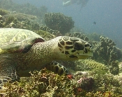Hawksbill turtle foraging on coral reef, Kurethi, Laamu atoll, Maldives. Image.