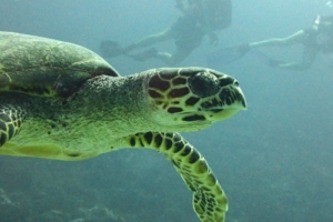 Father, hawksbill, adopted for $TRTL Hawksbill turtle, Kurethi, Laamu atoll, Maldives. Image.