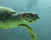 Hawksbill turtle, Kurethi, Laamu atoll, Maldives. Image.