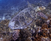 Hawksbill turtle swimming over the reef, Kurethi, Laamu Atoll, Maldives. Image.