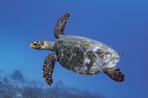 Sena, hawksbill, adopted for Sena Hawksbill turtle swimming in the blue, Kurethi, Laamu Atoll, Maldives. Image.