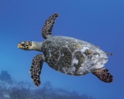 Hawksbill turtle swimming in the blue, Kurethi, Laamu Atoll, Maldives. Image.