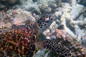Ben, hawksbill, adopted by Elliot Hawksbill turtle, Komandoo, Lhaviyani, Maldives. Image
