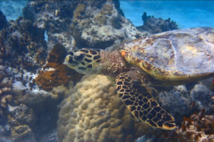 Rubi Joon, hawksbill, adopted. Adopted sea turtle in the Maldives.