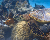 Adopted sea turtle in the Maldives.