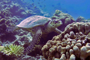 Mocha adopted by Lauren Kennedy Adopted hawksbill, Maldives. Image