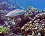 Adopted hawksbill, Maldives. Image