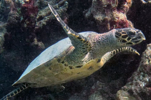 Martine, adopted by Petter Andresen for Trond. Adopted hawksbill, Maldives. Image
