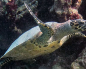 Adopted hawksbill, Maldives. Image
