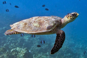Twinkle, adopted by Charlotte for Mabel. Adopted hawksbill turtle. Maldives. Image.
