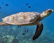 Adopted hawksbill turtle. Maldives. Image.