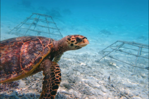 Elephant, hawksbill, adopted for Rivka. Adopted sea turtle in the Maldives.