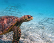Adopted sea turtle in the Maldives.