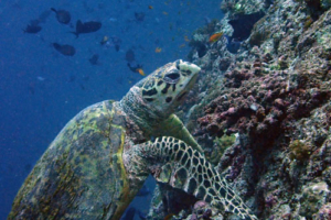 Michelle, adopted for Lucy by Matthew. Adopted a turtle in the Maldives. Image.