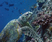 Adopted a turtle in the Maldives. Image.