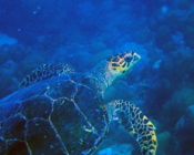 Hawksbill turtle swimming, Kukulhu, Lhaviyani atoll, Maldives. Image.