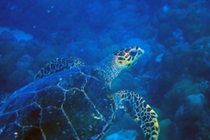 Igrey, hawksbill, adopted for $TRTL Hawksbill turtle swimming, Kukulhu, Lhaviyani atoll, Maldives. Image.