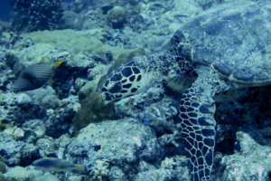 Tommy, hawksbill, adopted by Stephen for Caroline Hawksbill turtle, Rasifaru Beyru, North Malé, Maldives. Image.
