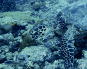 Hawksbill turtle, Rasifaru Beyru, North Malé, Maldives. Image.