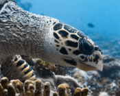 Adopted sea turtle in the Maldives. Image.