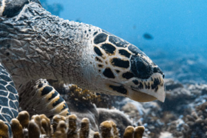Speedy McQueen, hawksbill, adopted by Mike & Michele. Adopted sea turtle in the Maldives. Image.