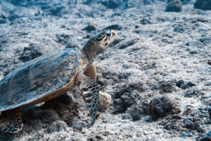 Max, adopted for Max by Yasmine. Adopted sea turtle in the Maldives. Image.