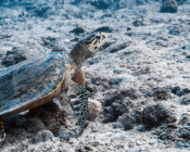 Adopted sea turtle in the Maldives. Image.