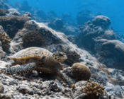Adopted sea turtle in the Maldives. Image.