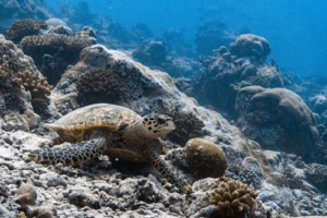 Denise, hawksbill, adopted Adopted sea turtle in the Maldives. Image.