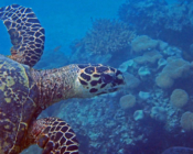 Adopted turtle in the Maldives. Image