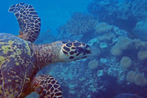Petra, hawksbill, adopted by Melanie. Adopted turtle in the Maldives. Image
