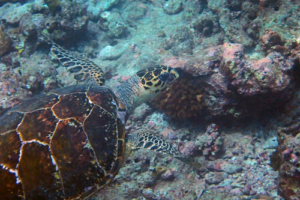 Florian, hawksbill, adopted by Magdalena. Adopted turtle n the Maldives. Image