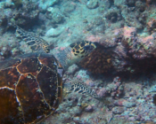 Adopted turtle n the Maldives. Image