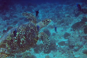 Terry, hawksbill, adopted by Tracy Wolfe. Adopted turtle in the Maldives. Image