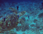 Adopted turtle in the Maldives. Image