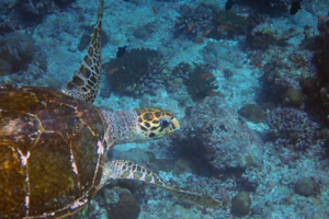 Hope, hawksbill, adopted by Deborah Hawksbill turtle swimming, Dherufinolhu Outreef, Lhaviyani, Maldives. Image