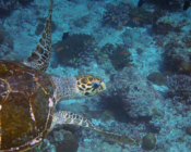 Hawksbill turtle swimming, Dherufinolhu Outreef, Lhaviyani, Maldives. Image