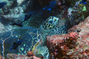 Gertrude, hawksbill, adopted for Haya. Adopted turtle in the Maldives. Image