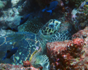 Adopted turtle in the Maldives. Image