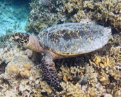Adopted sea turtle in the Maldives. Image