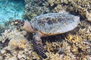 Pauline, hawksbill, adopted by Tobias. Adopted sea turtle in the Maldives. Image