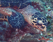 Adopted sea turtle in the Maldives.