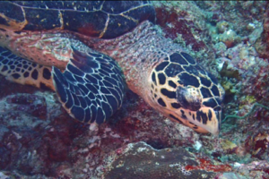 Melanie 2.0, hawksbill, adopted by Melanie Blaschke. Adopted sea turtle in the Maldives.
