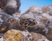 Hawksbill turtle on coral reef, Hithadhoo Inside, Laamu Atoll, Maldives. Image.