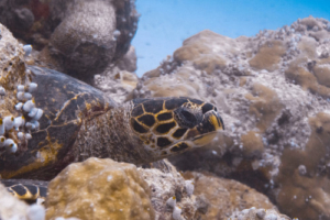 Sandy, hawksbill, adopted for Pei-Shan Hawksbill turtle on coral reef, Hithadhoo Inside, Laamu Atoll, Maldives. Image.