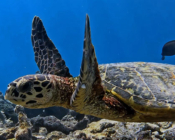 Hawksbill turtle swimming with flippers up, Olhuvelifushi House Reef, Lhaviyani atoll, Maldives. Image.