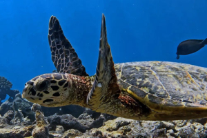 Mudita, hawksbill, adopted by Simon Claes Hawksbill turtle swimming with flippers up, Olhuvelifushi House Reef, Lhaviyani atoll, Maldives. Image.